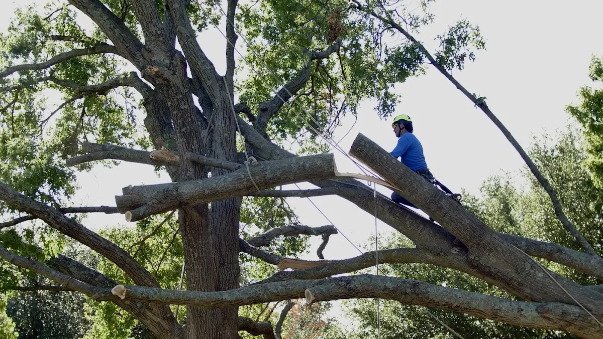 Professional Crown Thinning performed by certified arborists in Prospect Harbor