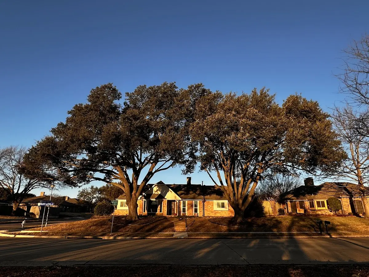 Established residential canopy tree shading a home in Prospect Harbor